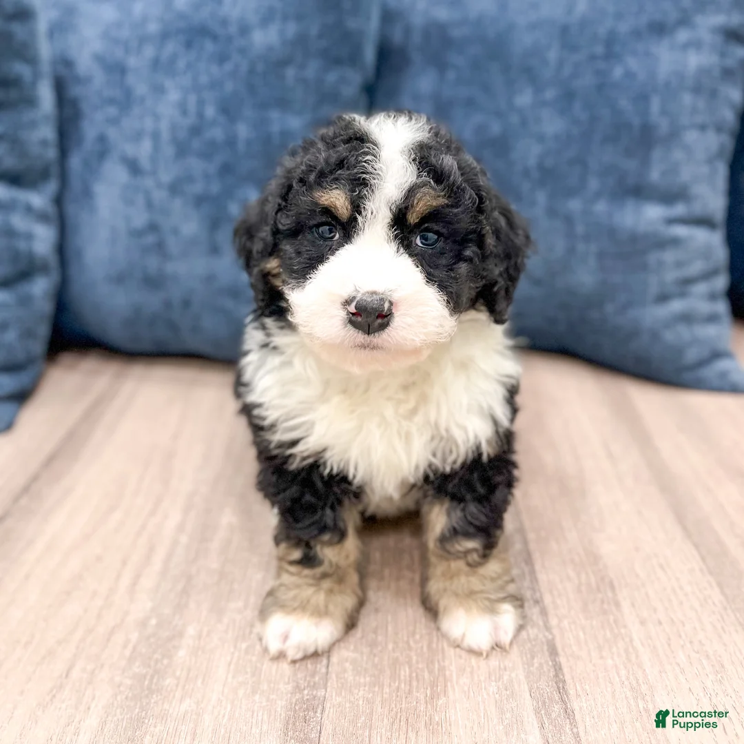 Mini Bernedoodle dogs for sale: Jenny - Ad 1