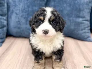 Mini Bernedoodle dogs Jenny - Ad 3