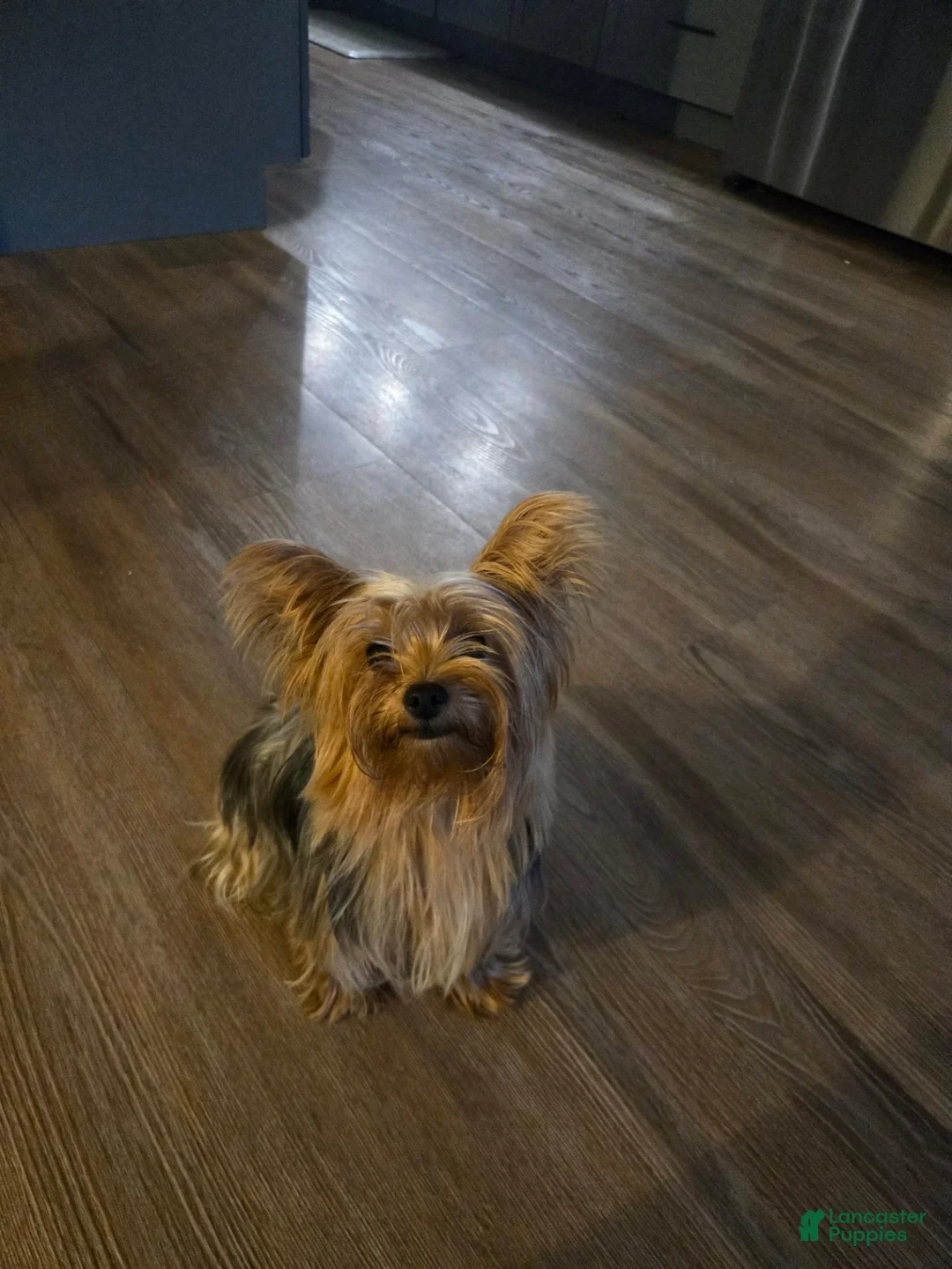 Yorkiepoo dogs for sale: Bitzy - Ad 2