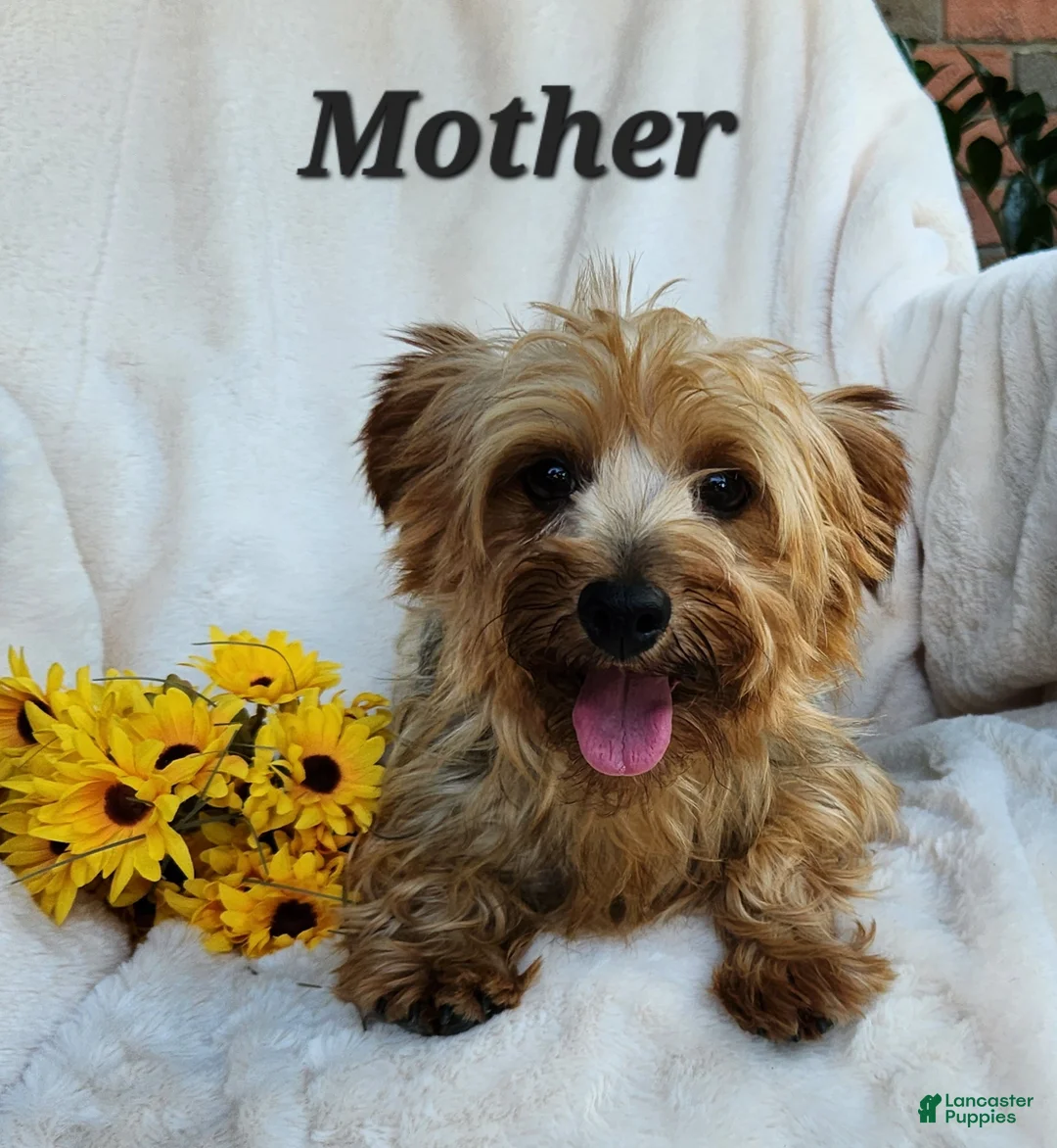 Morkie dogs for sale: Chief - Ad 13