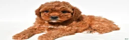 Miniature Poodle dogs for sale: Bella - Ad 2