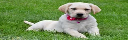 Labrador Retriever dogs for sale: Willow - Ad 10