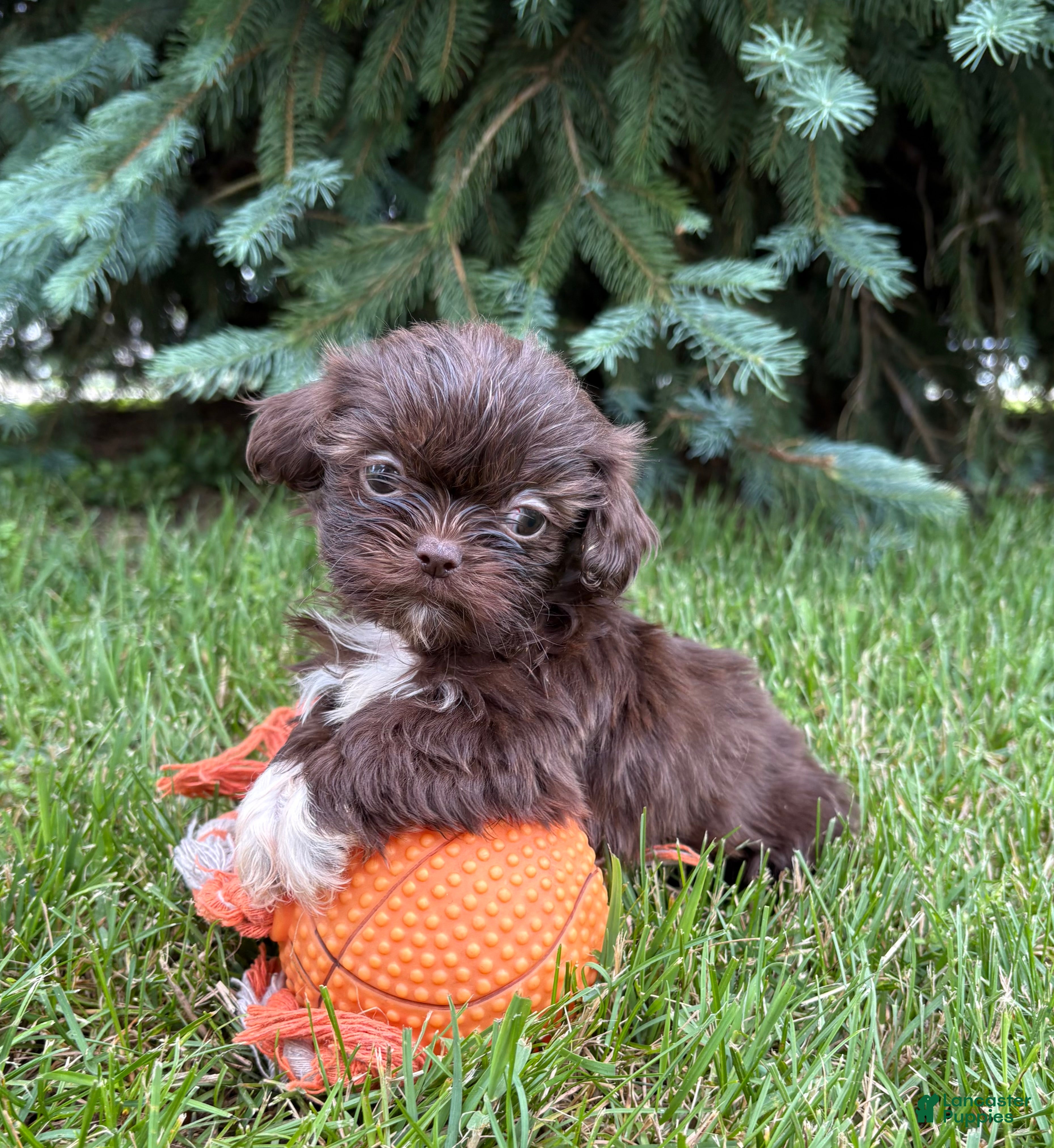 Shih Tzu dogs Hallie - Ad 2