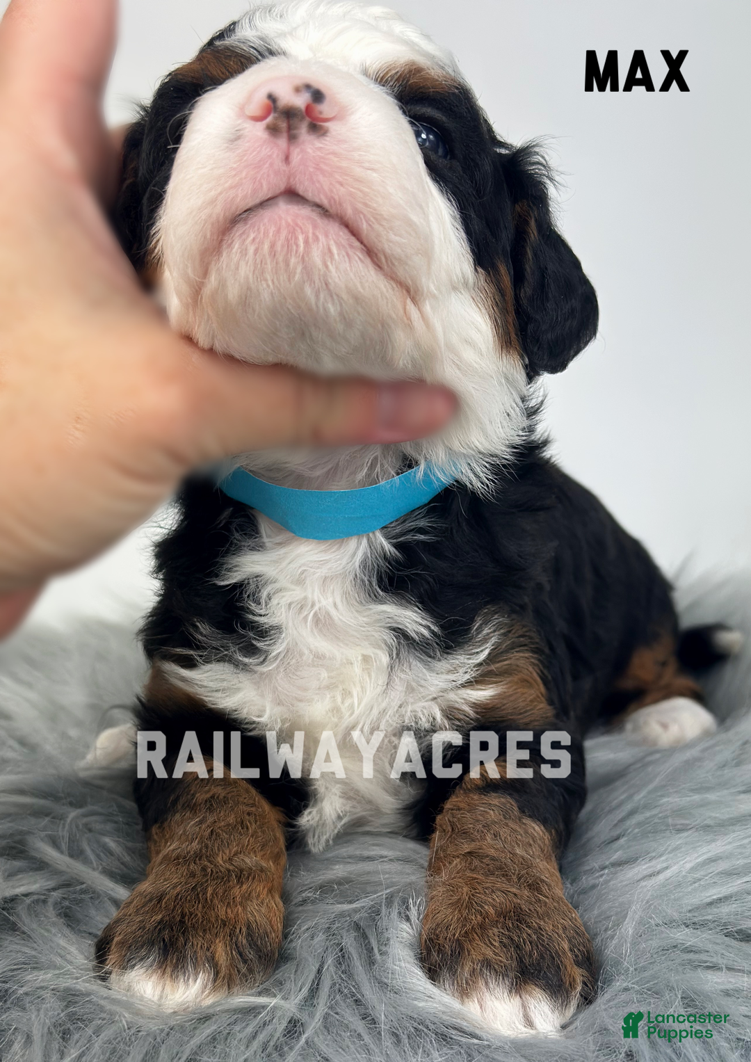 Mixed Breed dogs for sale: Max - Ad 2