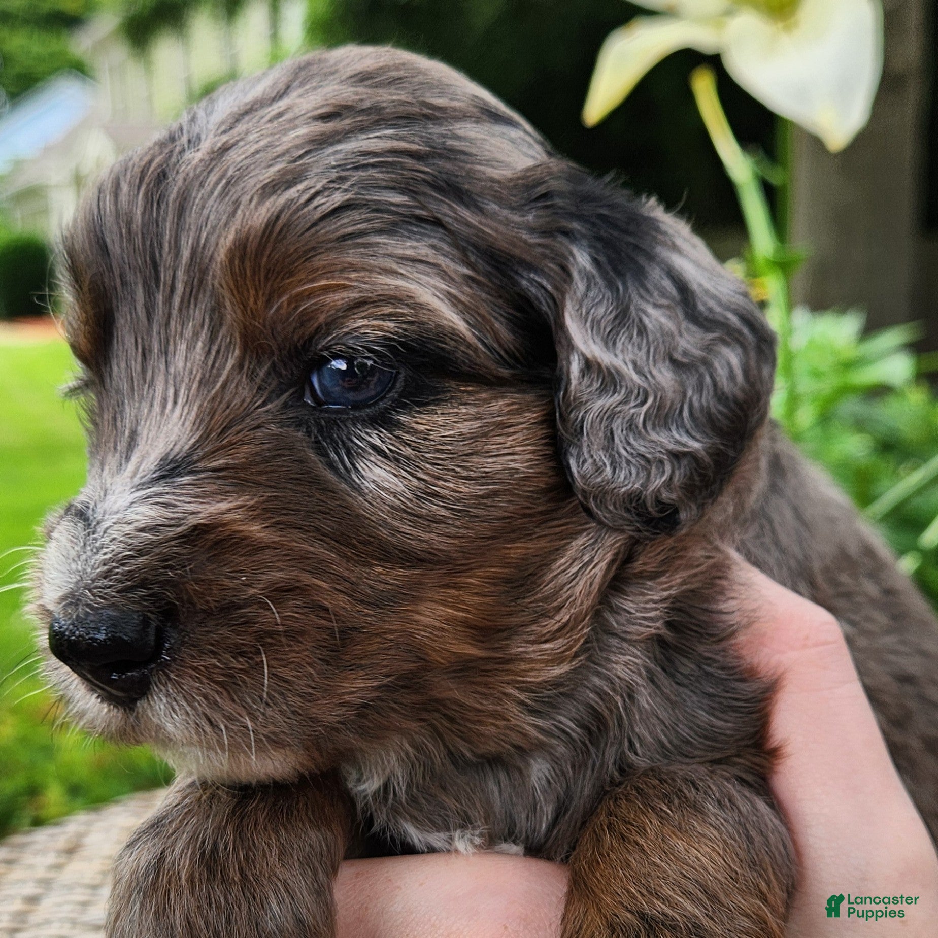 Mini Aussiedoodle dogs Daisy - Female - Blue Merle - Ad 1