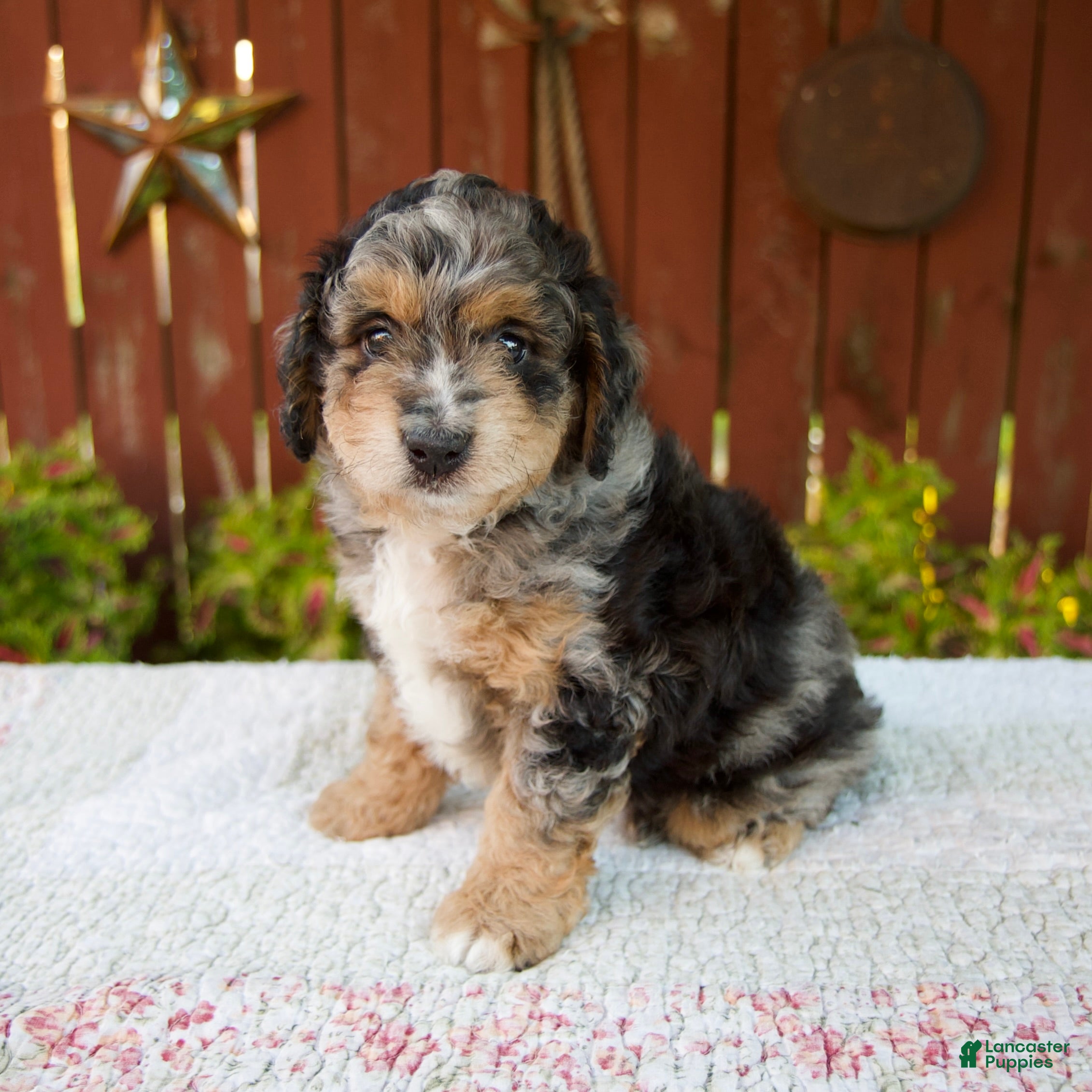 Mini Bernedoodle dogs Nate - Ad 2