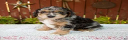 Mini Bernedoodle dogs for sale: Nate - Ad 2