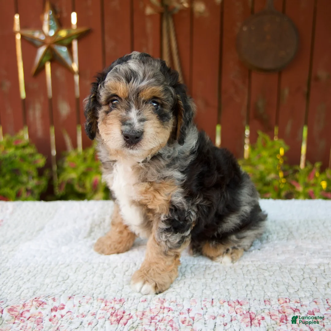 Mini Bernedoodle dogs for sale: Nate - Ad 2