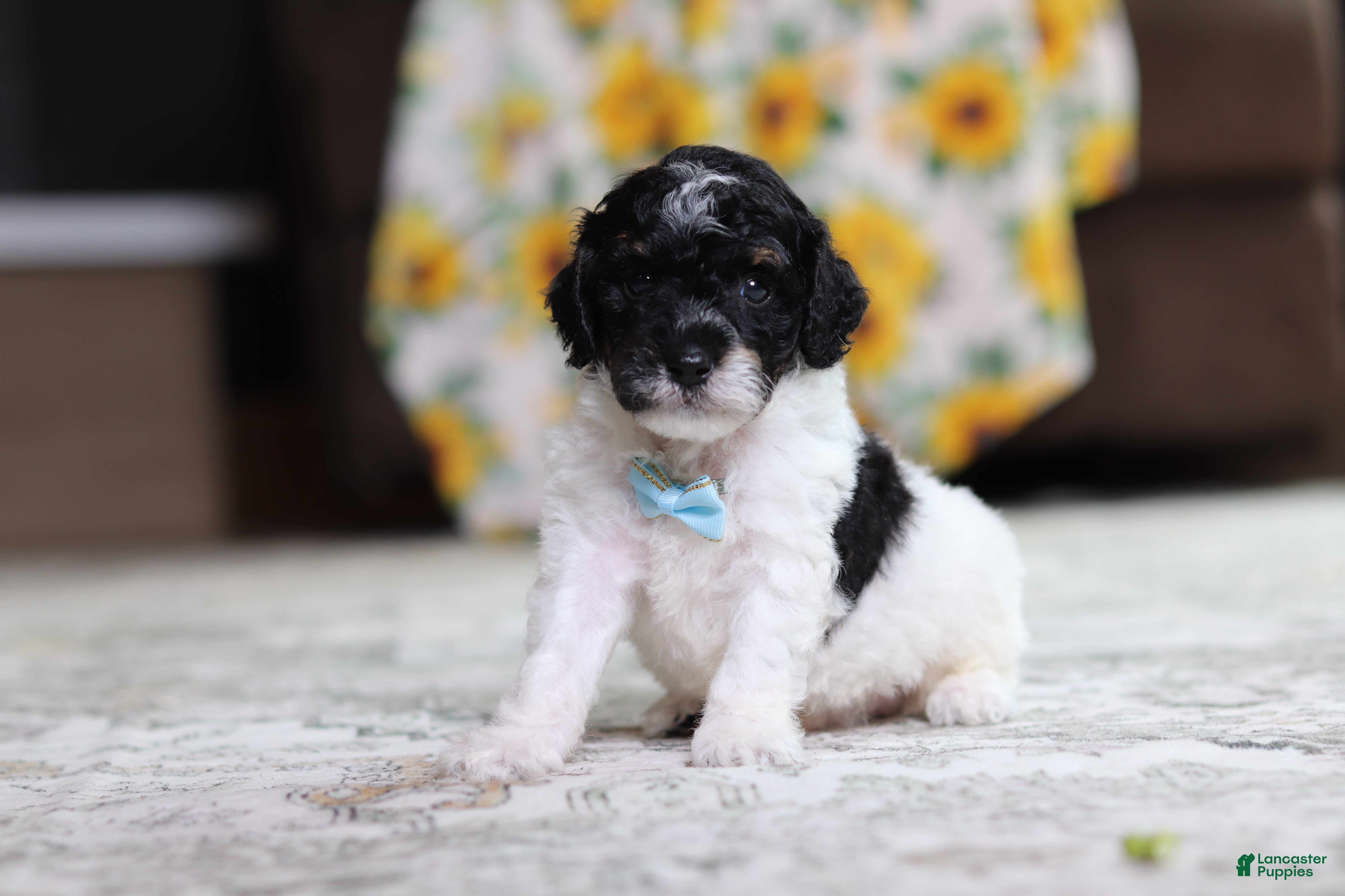 Miniature Poodle dogs Maverick - Ad 2
