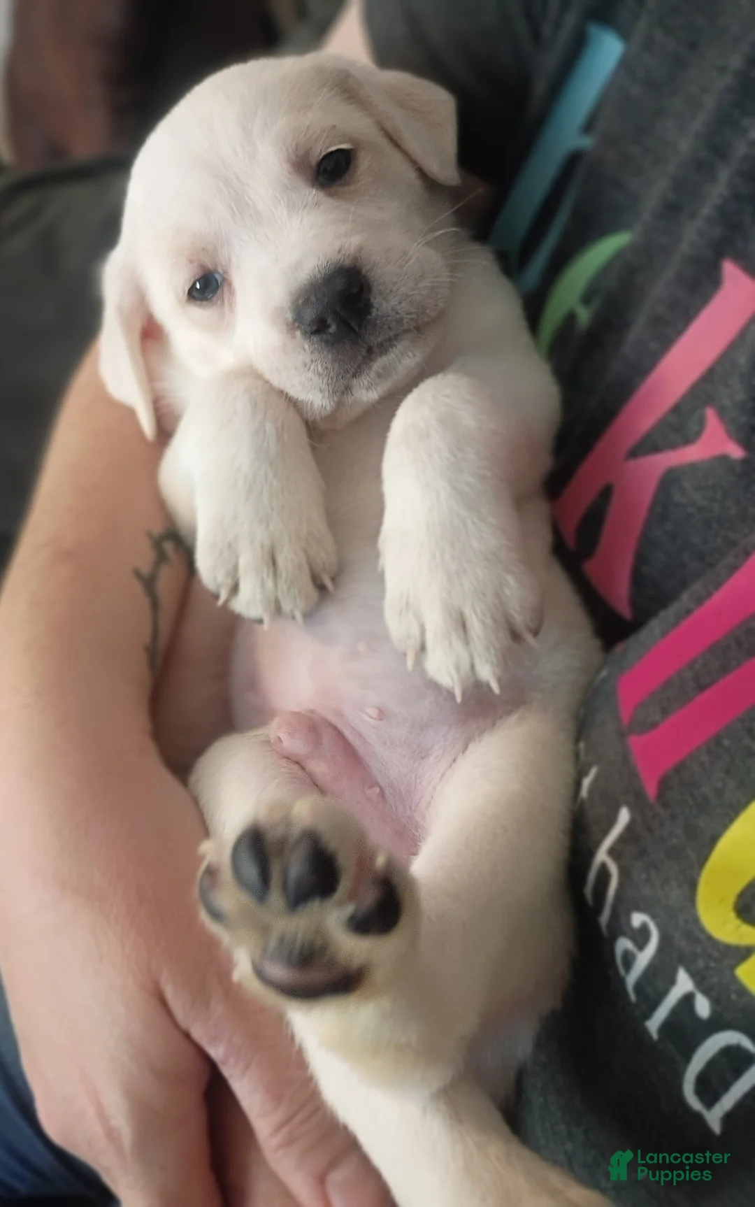 Mixed Breed dogs for sale: Kanon - Ad 1