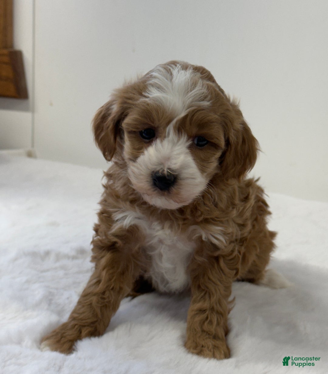 Mini Goldendoodle dogs for sale: Pixie - Ad 2