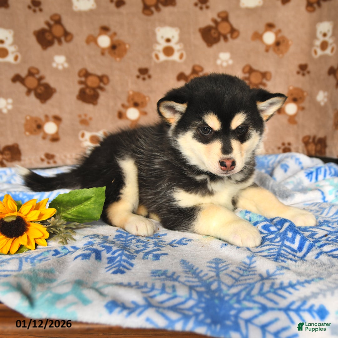Pomsky dogs for sale: Biscuit - Ad 2