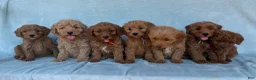 Mini Goldendoodle dogs for sale: Mini Goldendoodle Puppy 4 - Ad 6