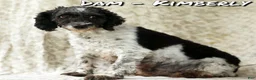 Miniature Poodle dogs for sale: Flower - Ad 10