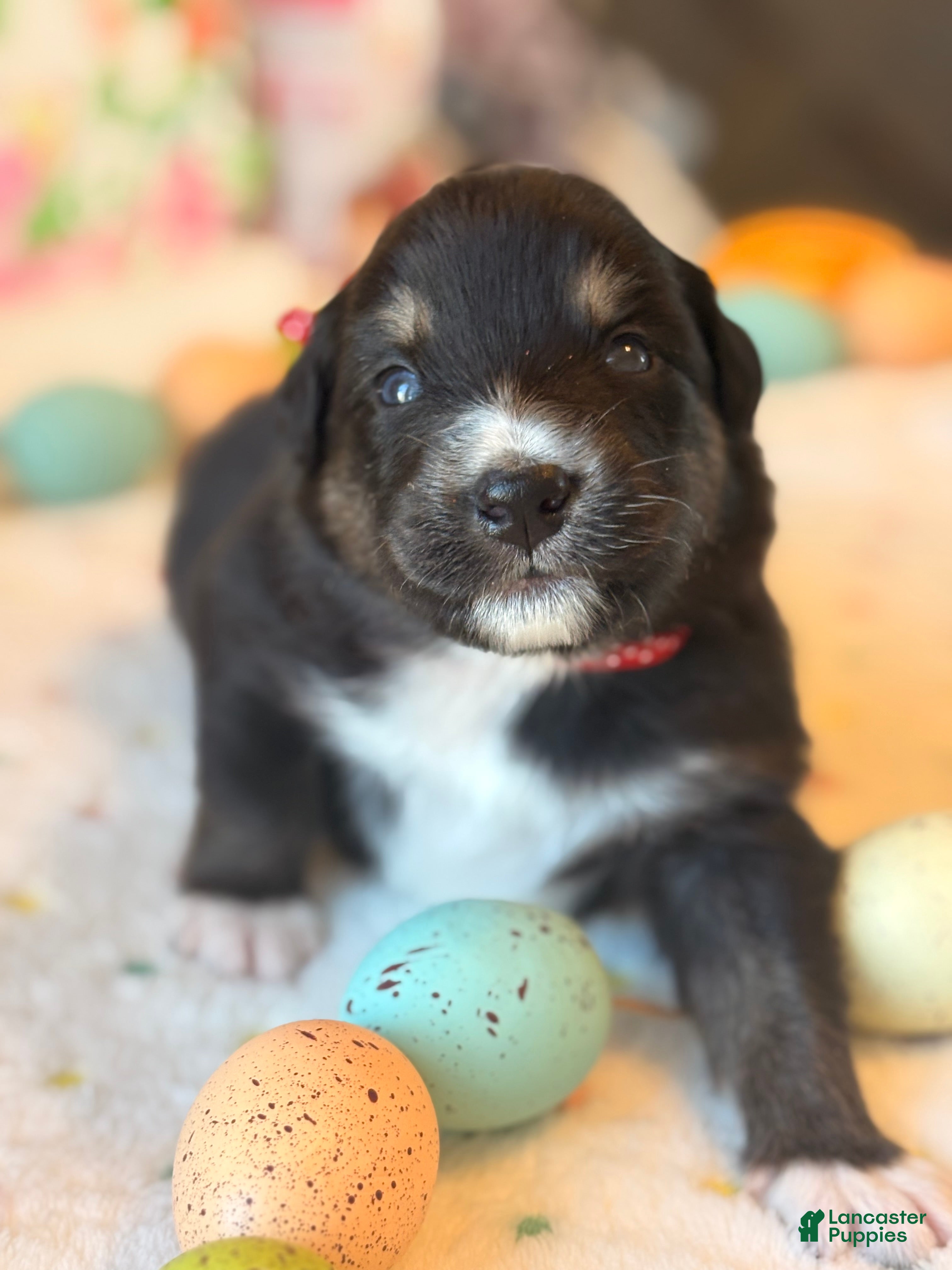 Australian Shepherd dogs Australian Shepherd Puppy 4 - Ad 28