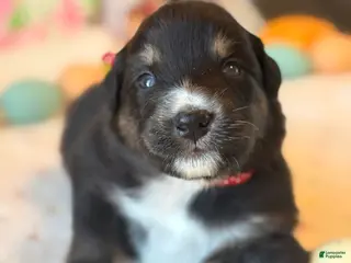 Australian Shepherd dogs Australian Shepherd Puppy 4 - Ad 28