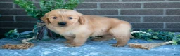 Golden Retriever dogs for sale: Pilot - Ad 1
