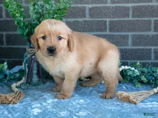 Golden Retriever dogs for sale: Pilot - Ad 3