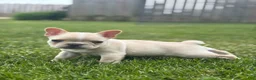 French Bulldog dogs for sale: Evan - Ad 2