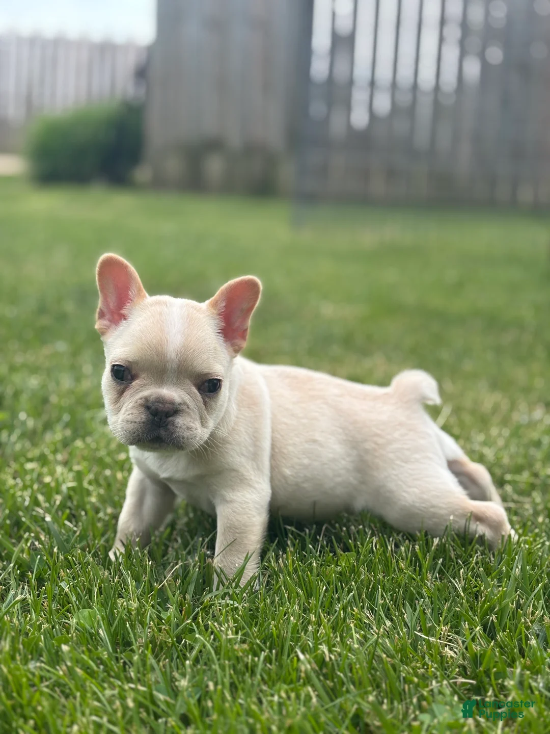 French Bulldog dogs for sale: Evan - Ad 2