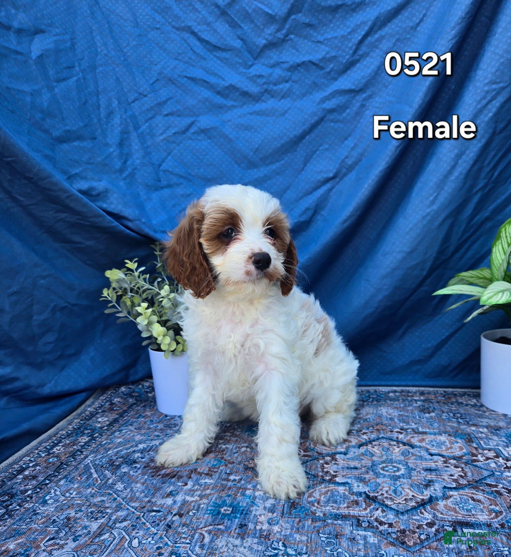 Cavapoo dogs Cavapoo Puppy 4 - Ad 3