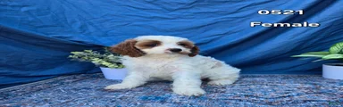 Cavapoo Puppy 4