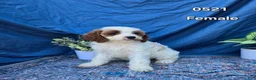 Cavapoo dogs for sale: Cavapoo Puppy 4 - Ad 1