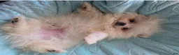 Pomeranian dogs for sale: Snowie - Ad 3