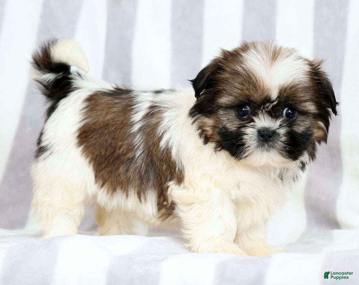 Shih Tzu dogs Skye - Ad 1
