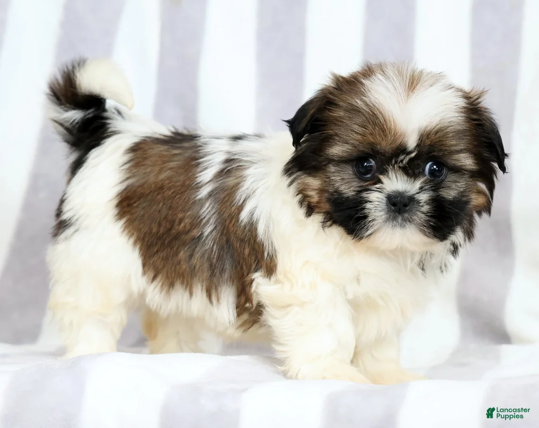 Shih Tzu dogs for sale: Skye - Ad 1