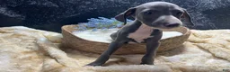 Italian Greyhound dogs for sale: Italian Greyhound 2 - Ad 7