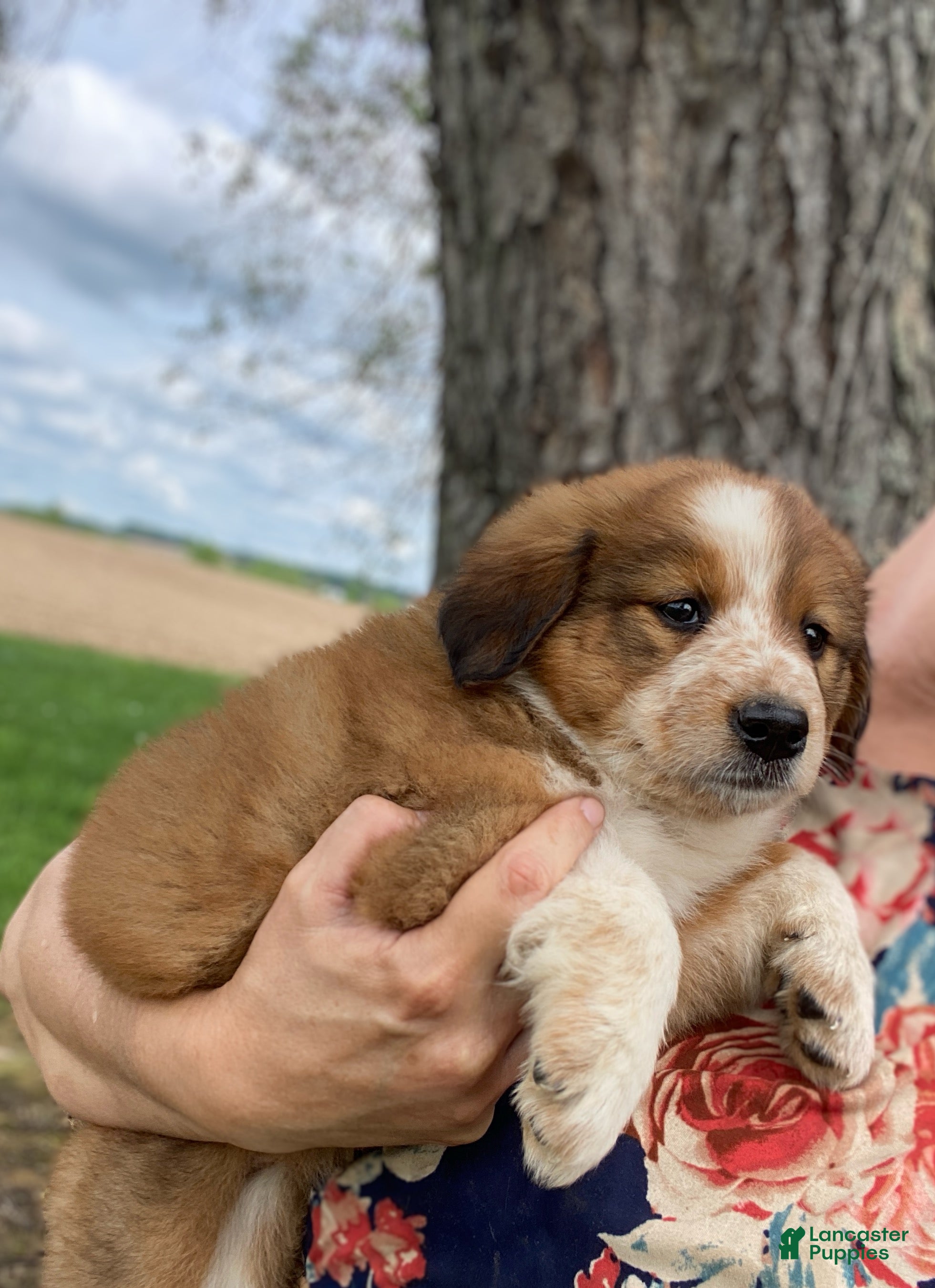 Mixed Breed dogs for sale: ♥️NELLIE MAE♥️ - Ad 2