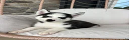 Siberian Husky dogs for sale: Siberian Husky 2 - Ad 5