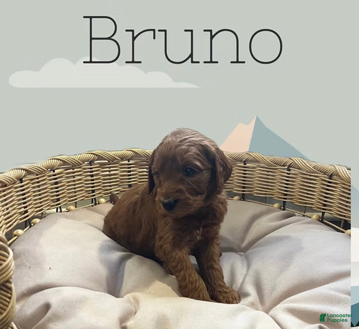 Goldendoodle dogs Bruno - Ad 16