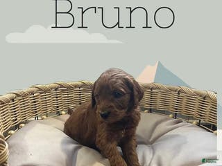 Goldendoodle dogs Bruno - Ad 30