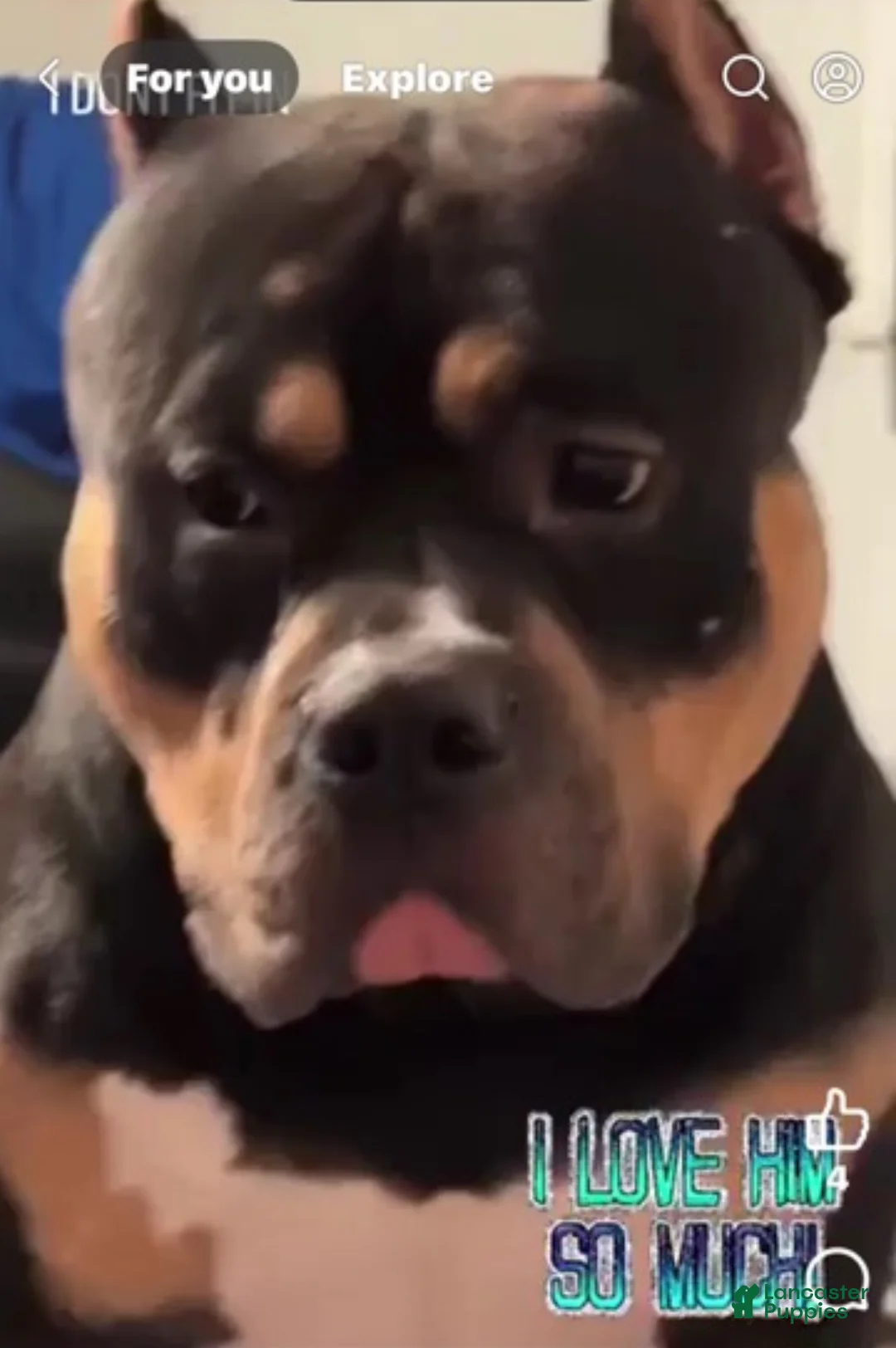 American Bully dogs for sale: American Bully Puppy 1 - Ad 2