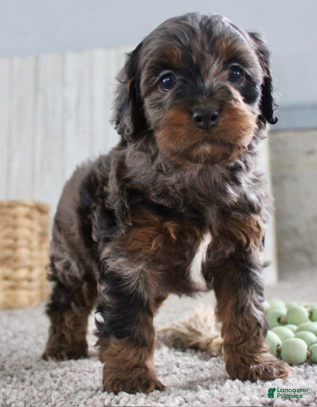 Cockapoo dogs for sale: Cookie - Ad 4
