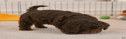 Cockapoo dogs for sale: jerry - Ad 2