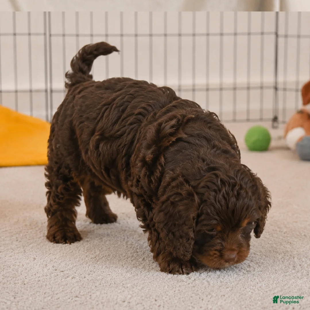 Cockapoo dogs for sale: jerry - Ad 2