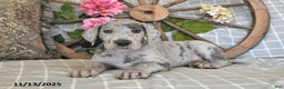 Great Dane dogs for sale: Twister - Ad 2