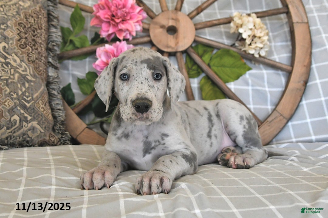 Great Dane dogs for sale: Twister - Ad 2