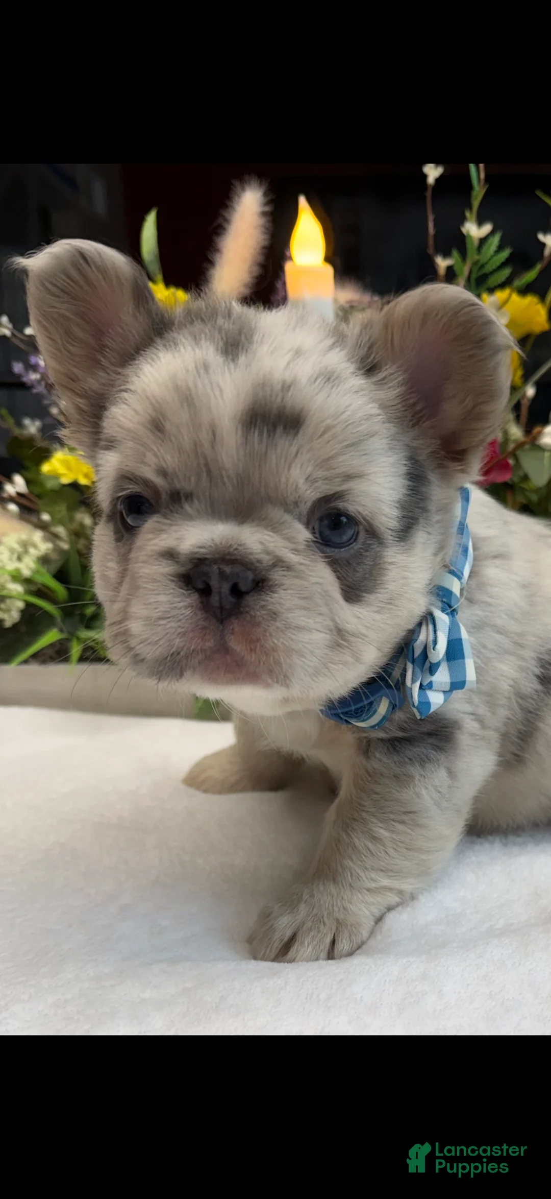 French Bulldog dogs for sale: Tank - Ad 2