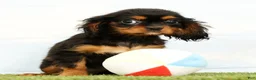 Cavalier King Charles Spaniel dogs for sale: Nala - Ad 3