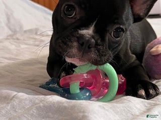 French Bulldog dogs for sale: French Bulldog pied - Ad 3