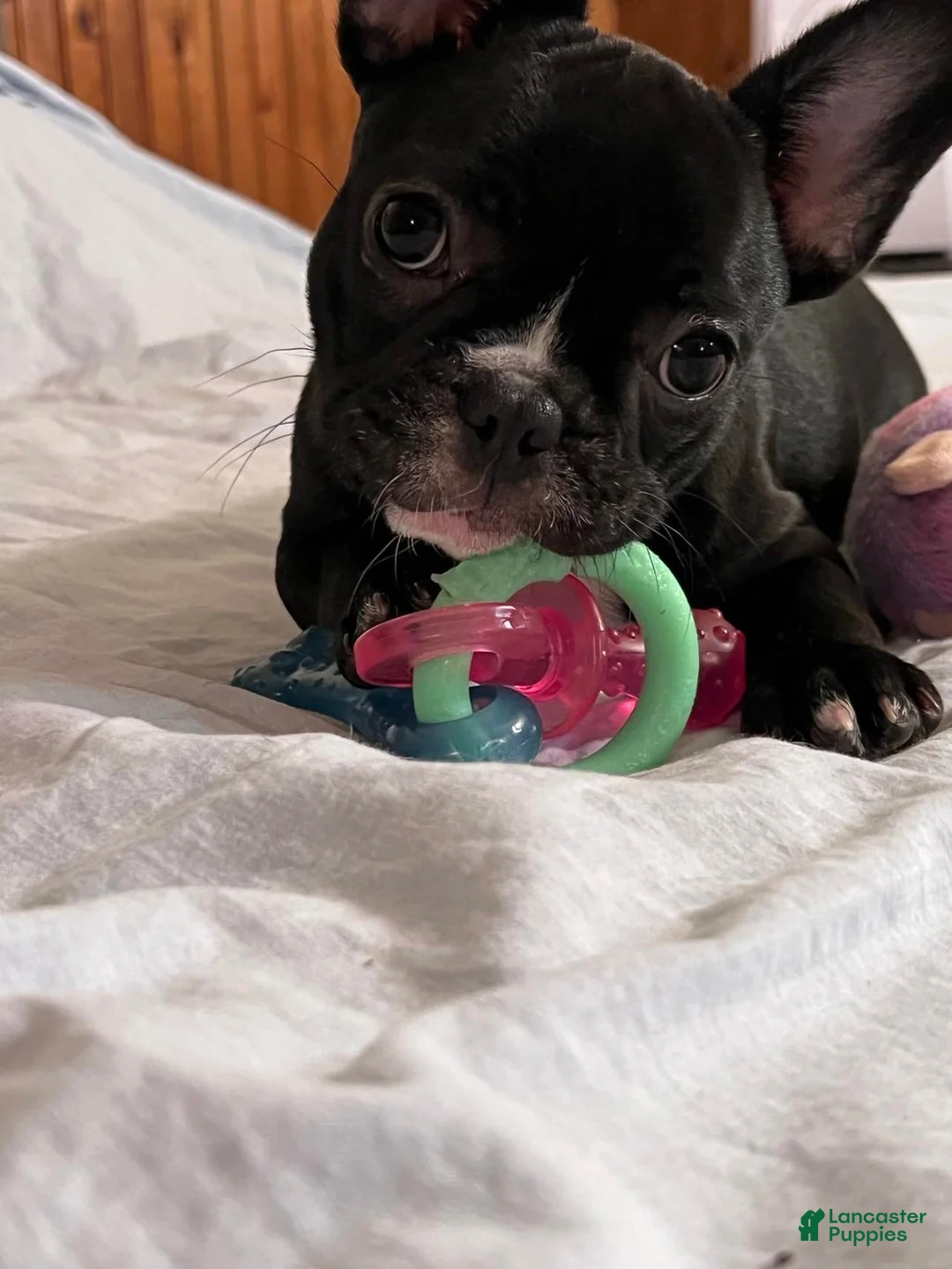 French Bulldog dogs for sale: French Bulldog pied - Ad 1