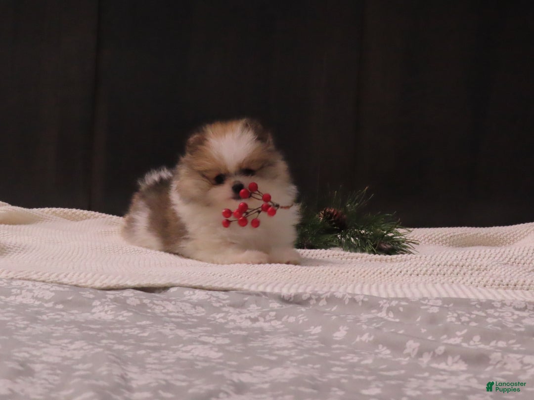 Pomeranian dogs for sale: DASSY - Ad 3