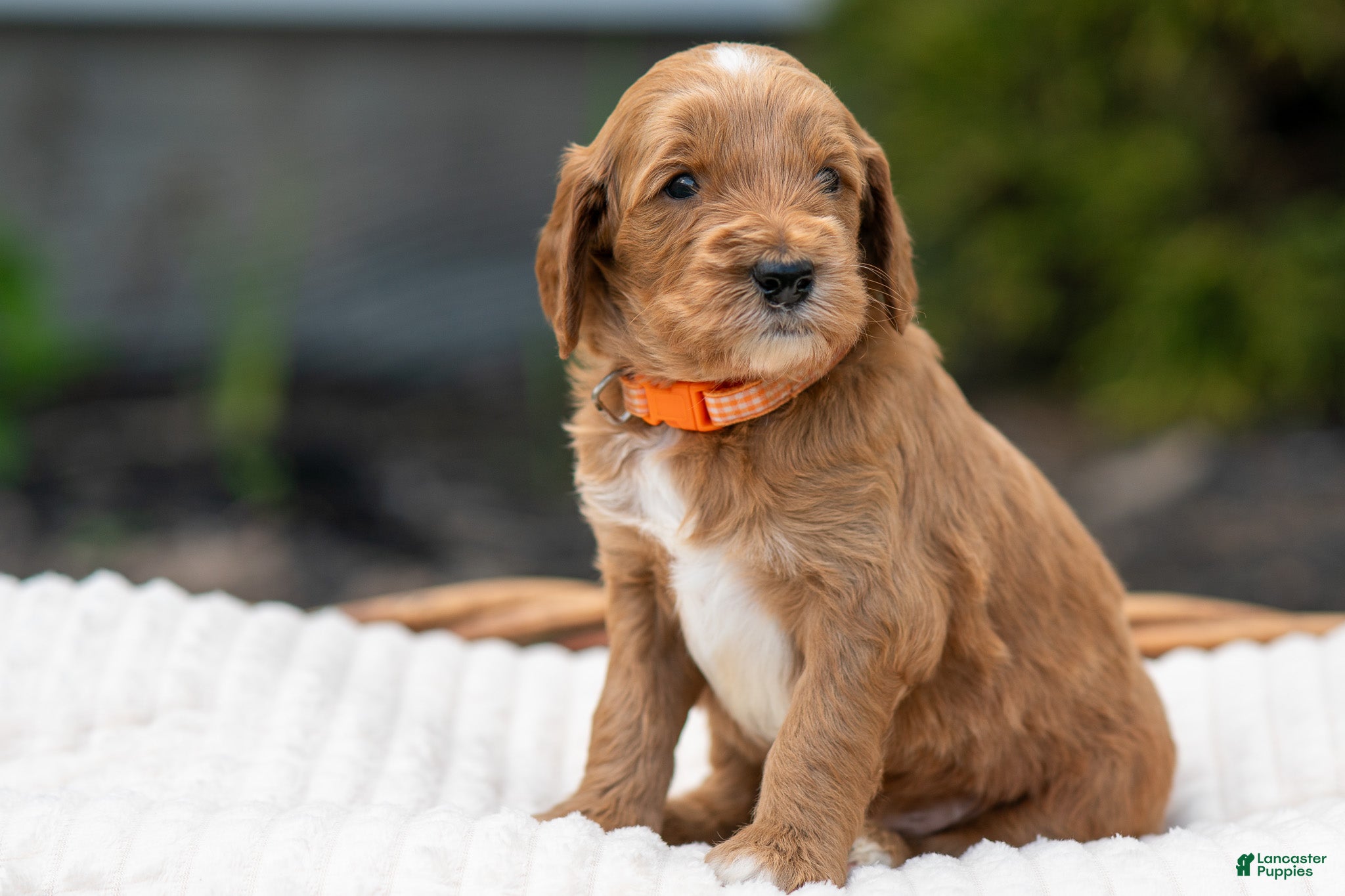 Irish Doodle dogs Orange Collar - “Jonesy” - Ad 1