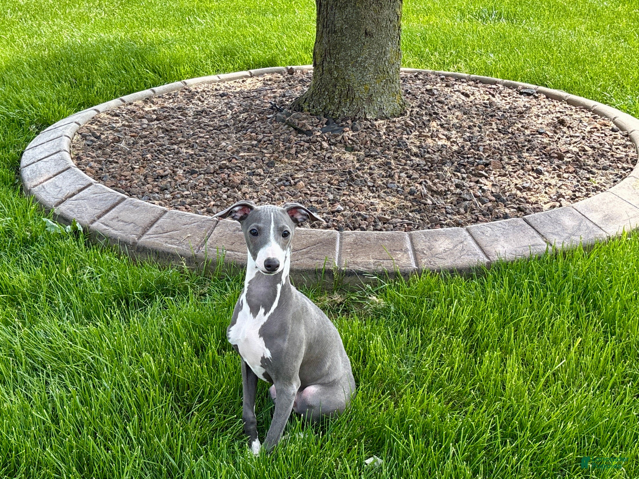 Italian Greyhound dogs Dannie - Ad 1