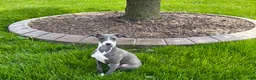 Italian Greyhound dogs for sale: Dannie - Ad 1