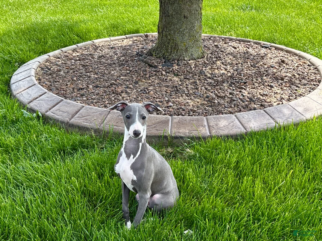 Italian Greyhound dogs for sale: Dannie - Ad 1